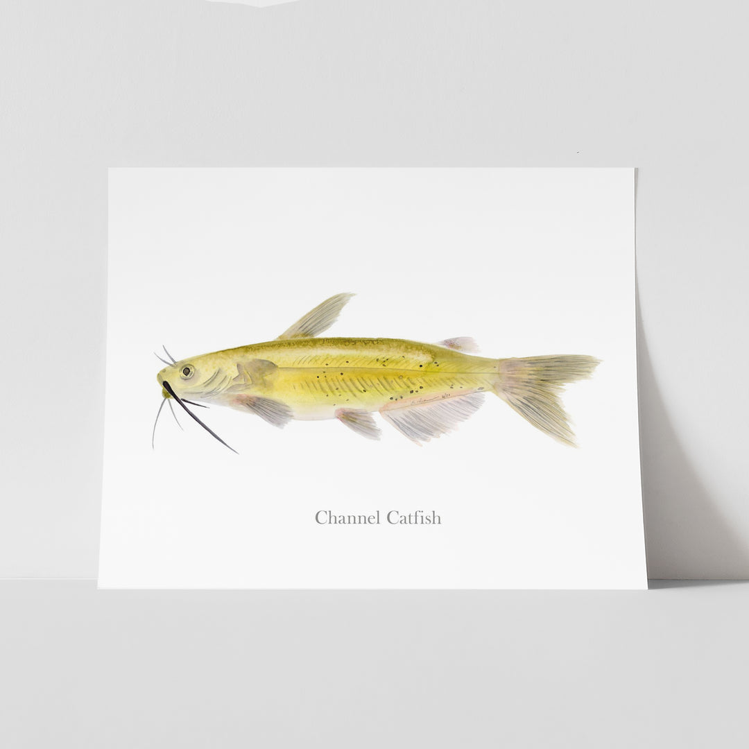 Channel Catfish Print - Tiny Toes Design