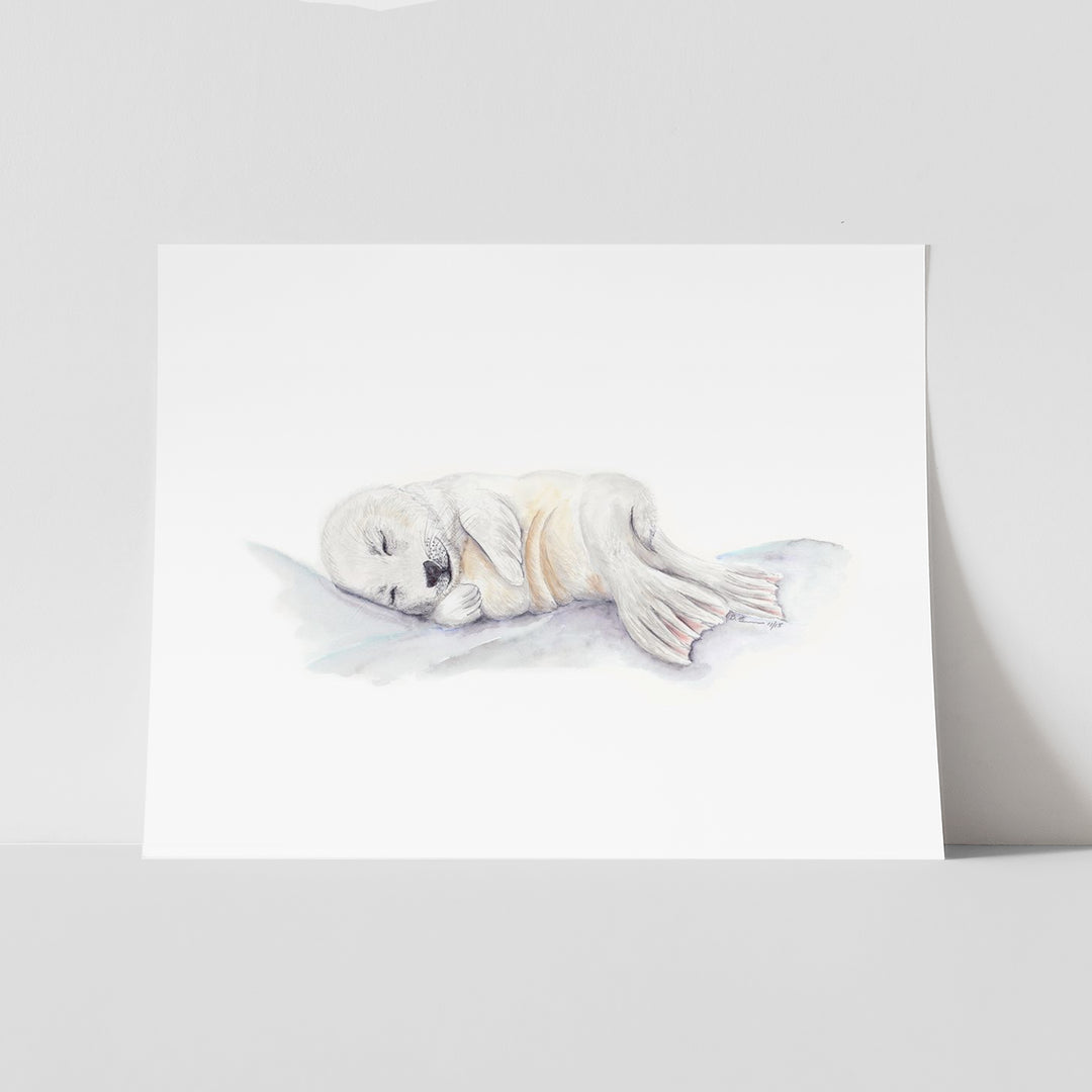 Sleeping Baby Seal - Tiny Toes Design