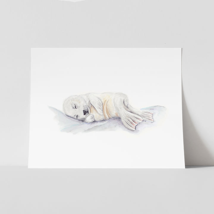 Sleeping Baby Seal - Tiny Toes Design