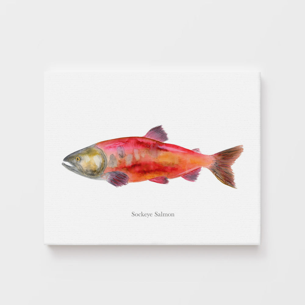 Sockeye Salmon Print - Tiny Toes Design