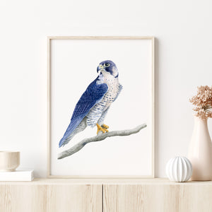 a blue and white bird sitting on top of a tree branch