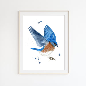 Bluebird in Flight Watercolor