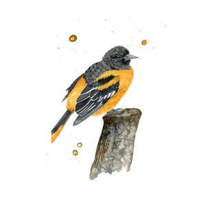 Maryland State Bird Watercolor