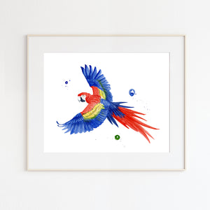 Scarlet Macaw in Flight Watercolor