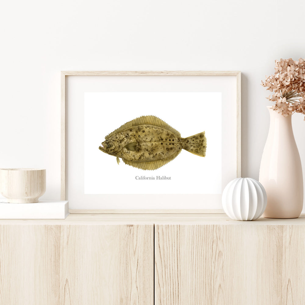 a picture of a California Halibut on a shelf