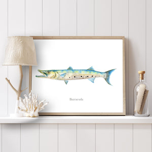 a picture of a barracuda on a shelf