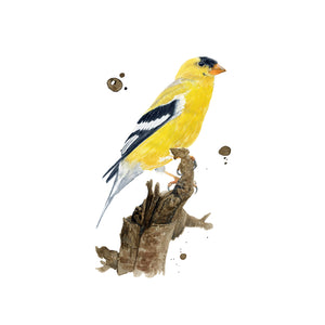 Eastern Goldfinch Art Print
