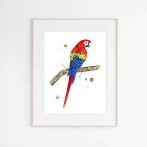 Scarlet Macaw Watercolor