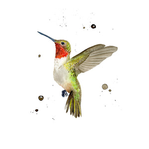 Ruby-Throated Hummingbird Illustration