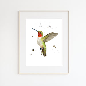 Ruby-throated Hummingbird Watercolor