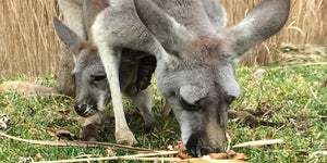 Kangaroo Joey Painting Inspired by a Visit to the Zoo