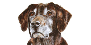 Beautiful Pet Portraits: 4 Requirements