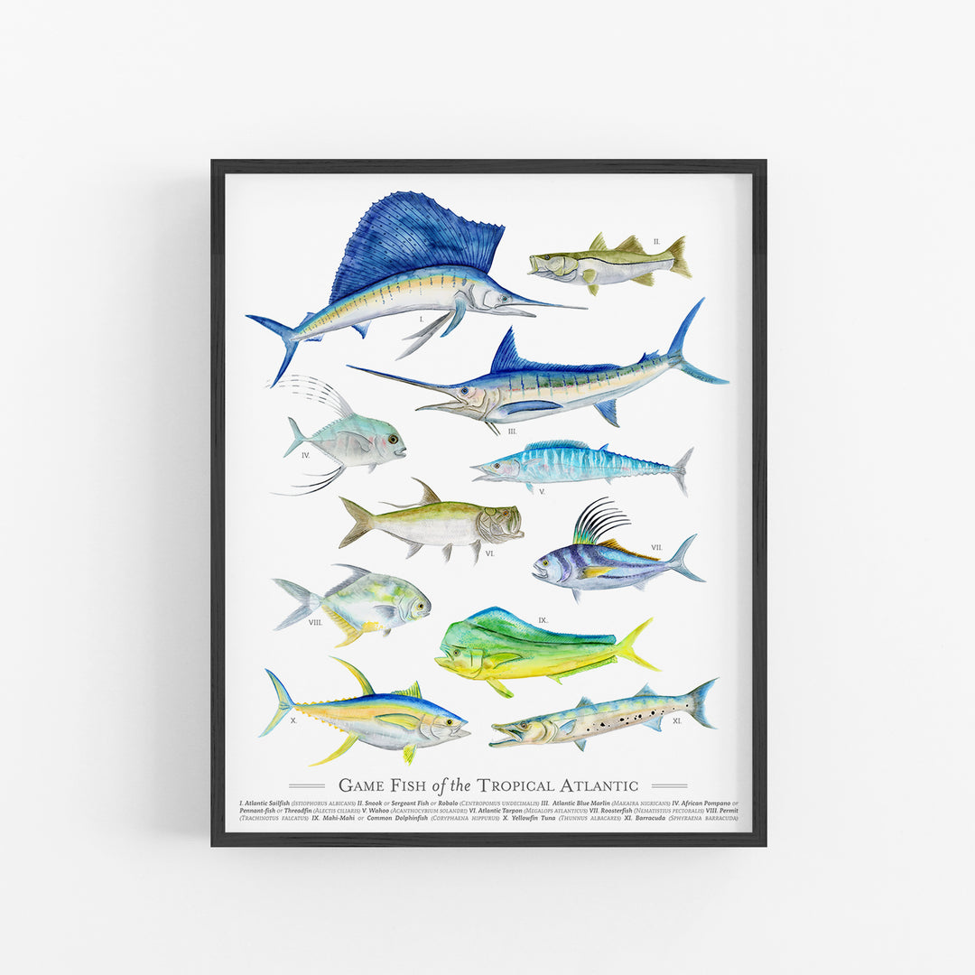 Tropical Game Fish Species Poster - Tiny Toes Design