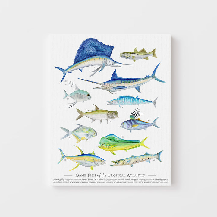 Tropical Game Fish Species Poster - Tiny Toes Design