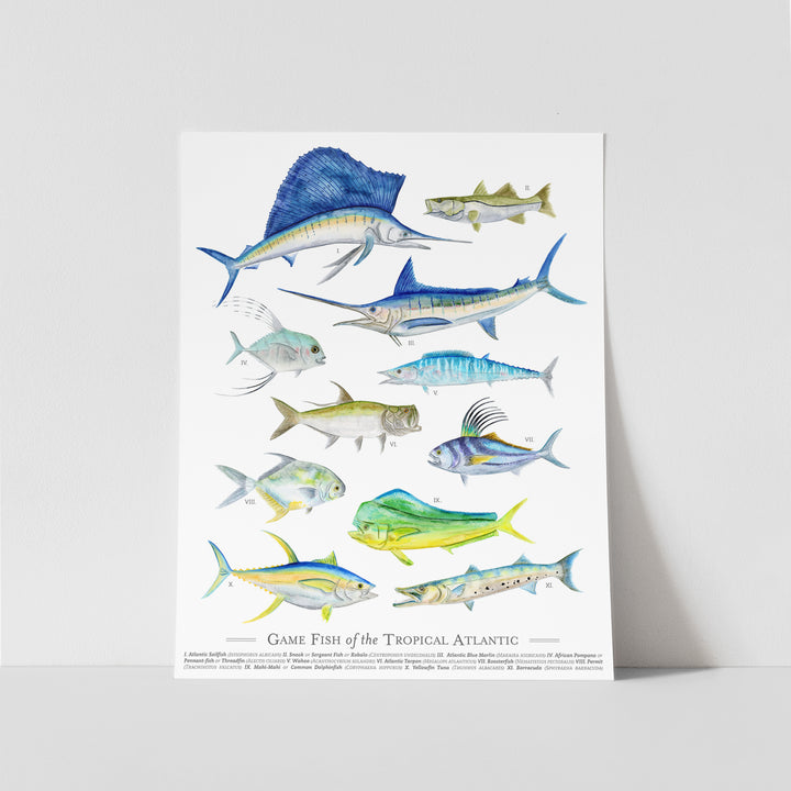 Tropical Game Fish Species Poster - Tiny Toes Design