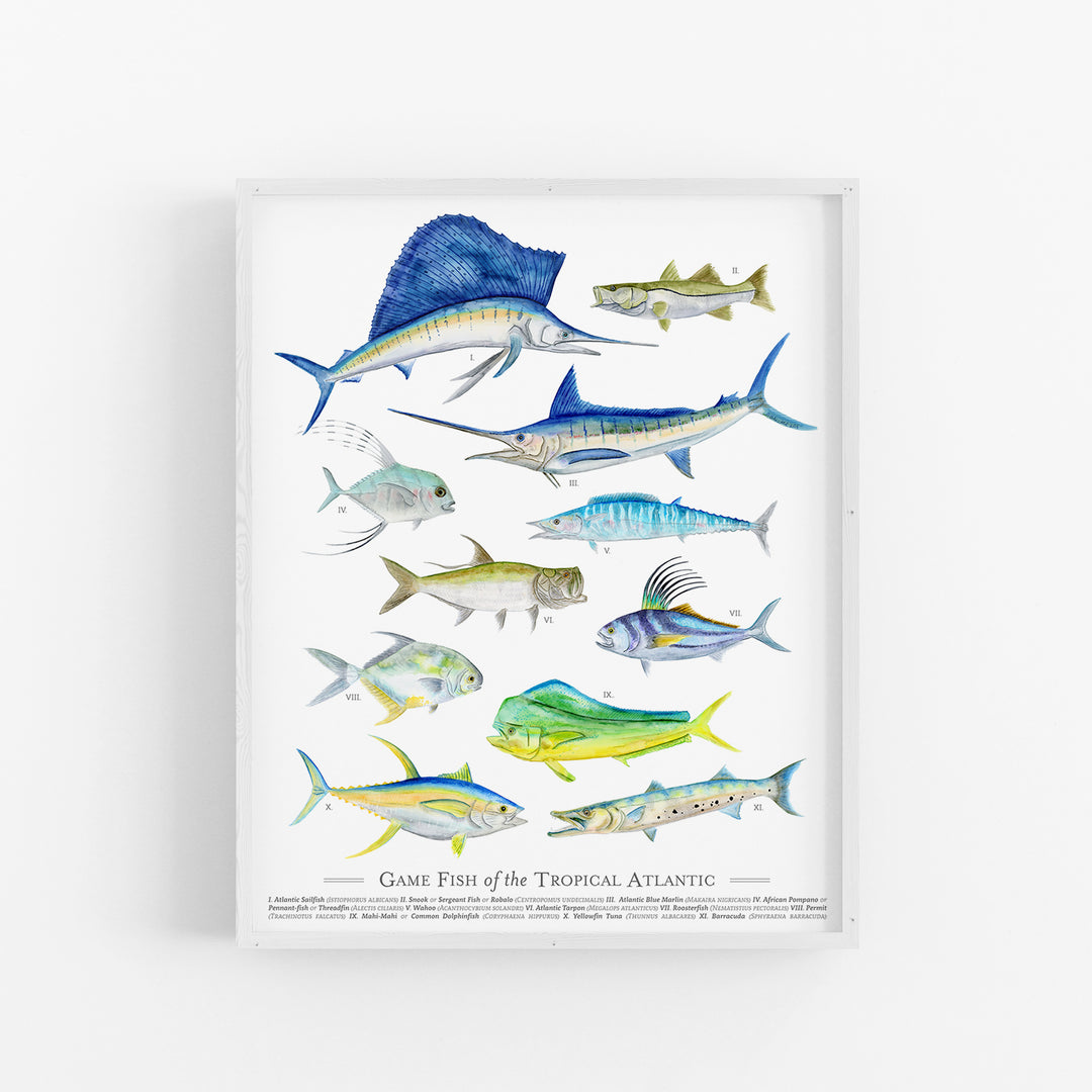 Tropical Game Fish Species Poster - Tiny Toes Design