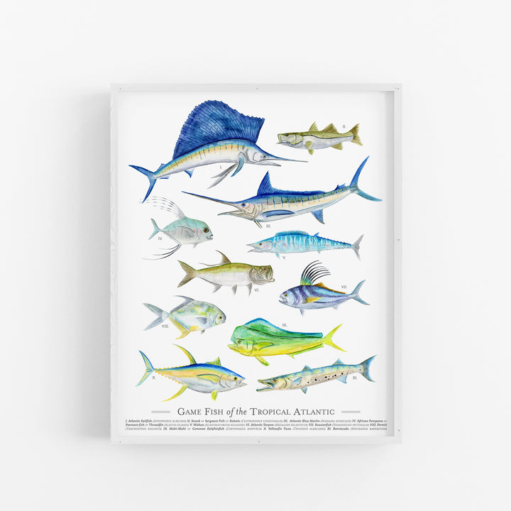 Tropical Game Fish Species Poster - Tiny Toes Design