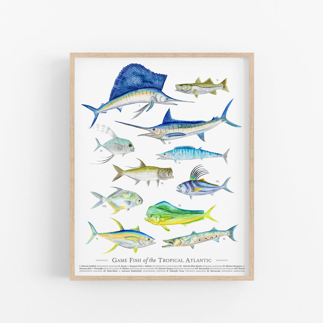 Tropical Game Fish Species Poster - Tiny Toes Design