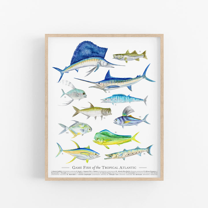 Tropical Game Fish Species Poster - Tiny Toes Design