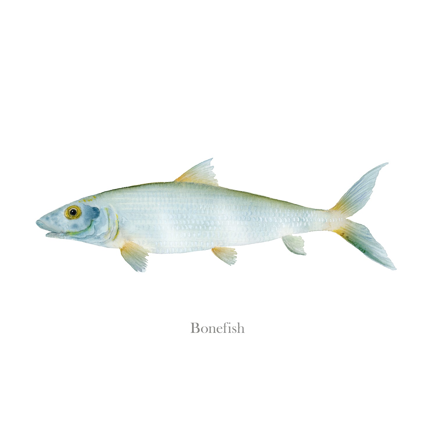 Bonefish Drawing
