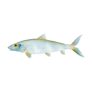 Bonefish Wall Decor
