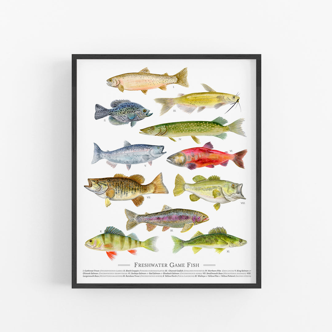 Freshwater Fish Species Poster - Tiny Toes Design