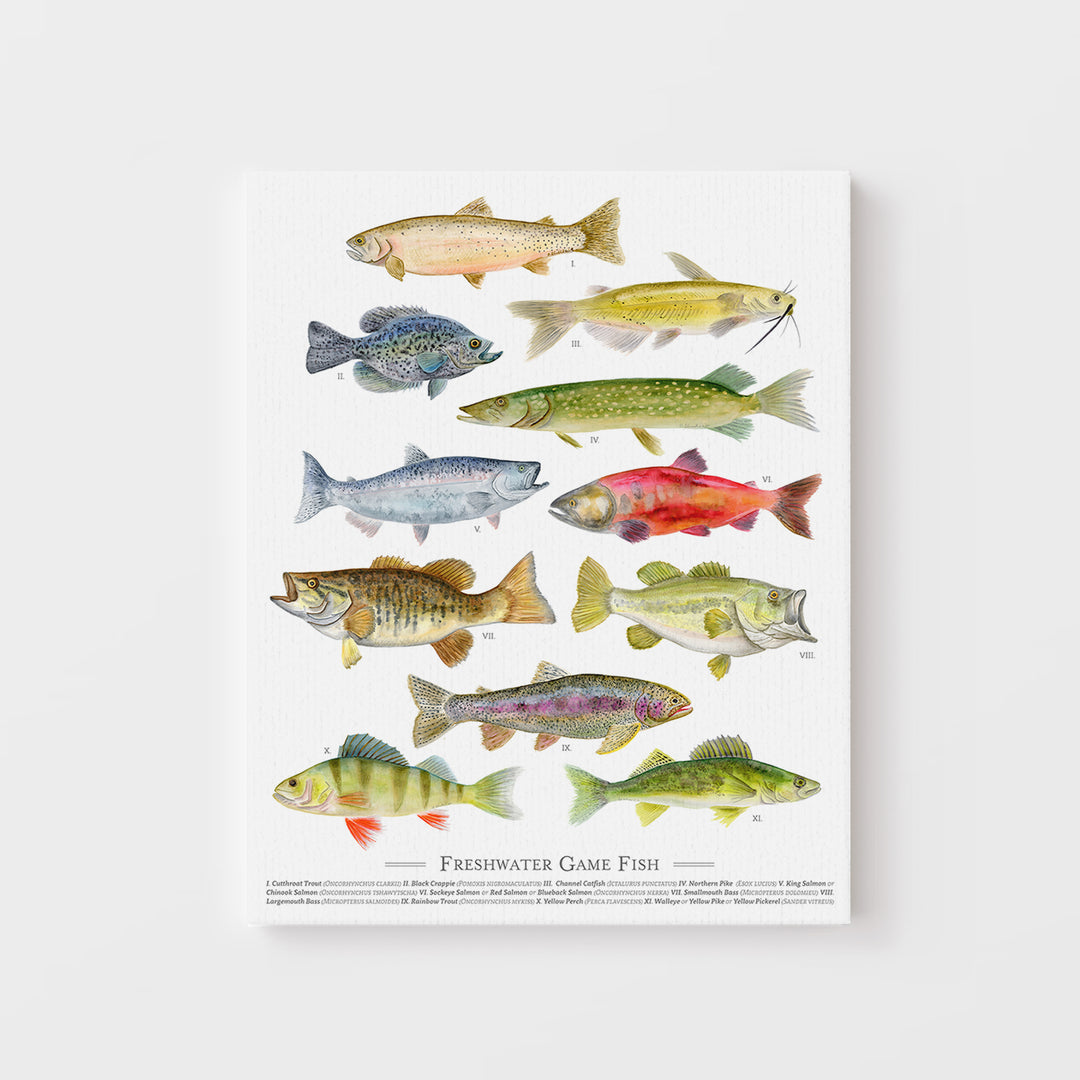 Freshwater Fish Species Poster - Tiny Toes Design