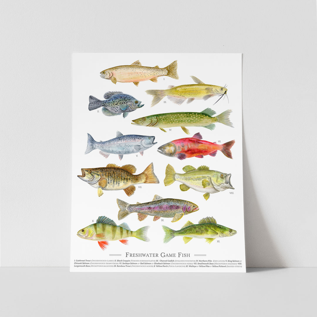 Freshwater Fish Species Poster - Tiny Toes Design