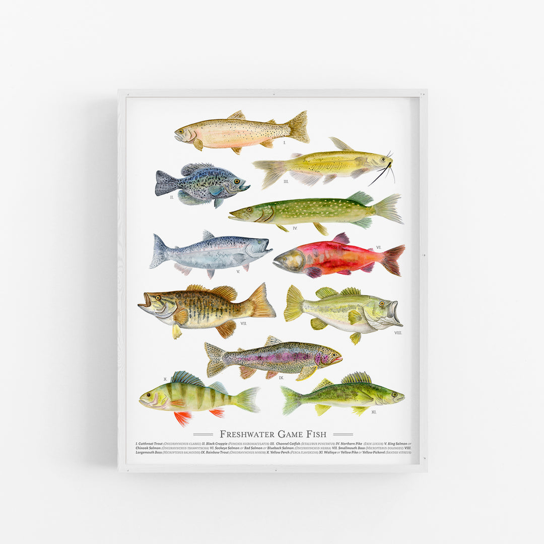Freshwater Fish Species Poster - Tiny Toes Design