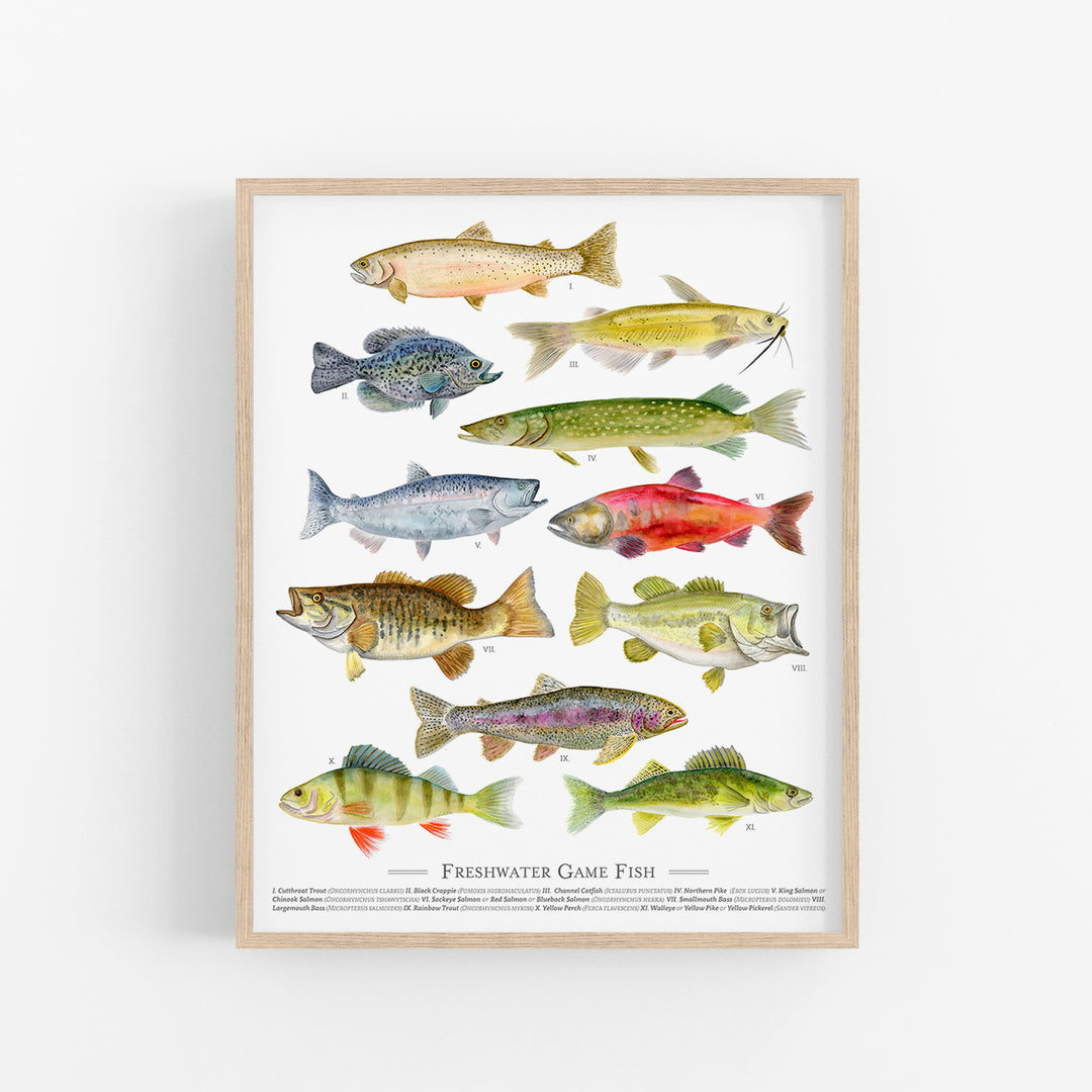 Freshwater Fish Species Poster - Tiny Toes Design
