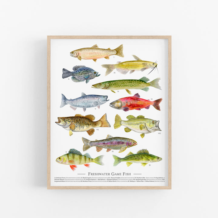 Freshwater Fish Species Poster - Tiny Toes Design