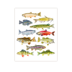 Watercolor Fish Species Decor