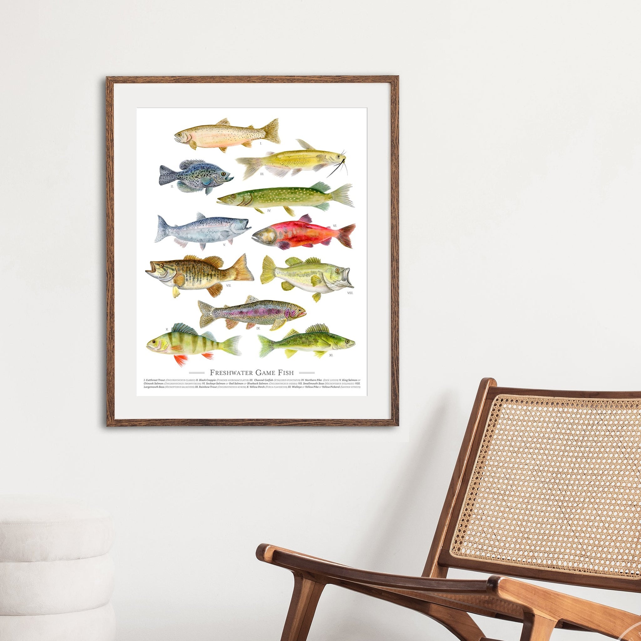 Freshwater Fish Species Poster, Brett Blumenthal