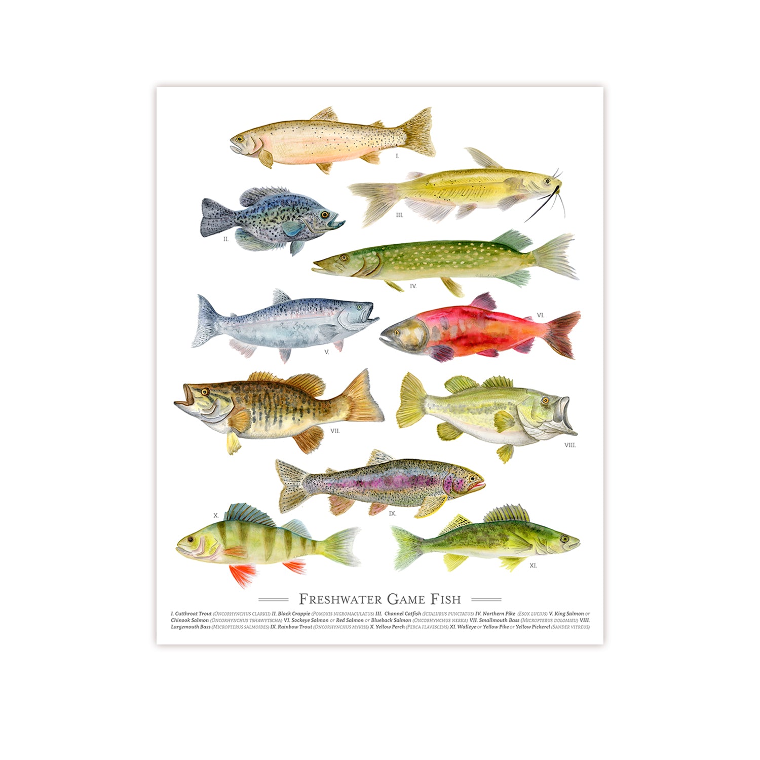 Freshwater Fish Species Poster | Fish Watercolor Print | Fish Wall Art ...