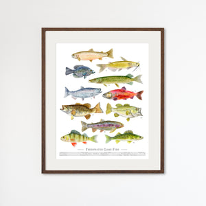  Freshwater Fish Print