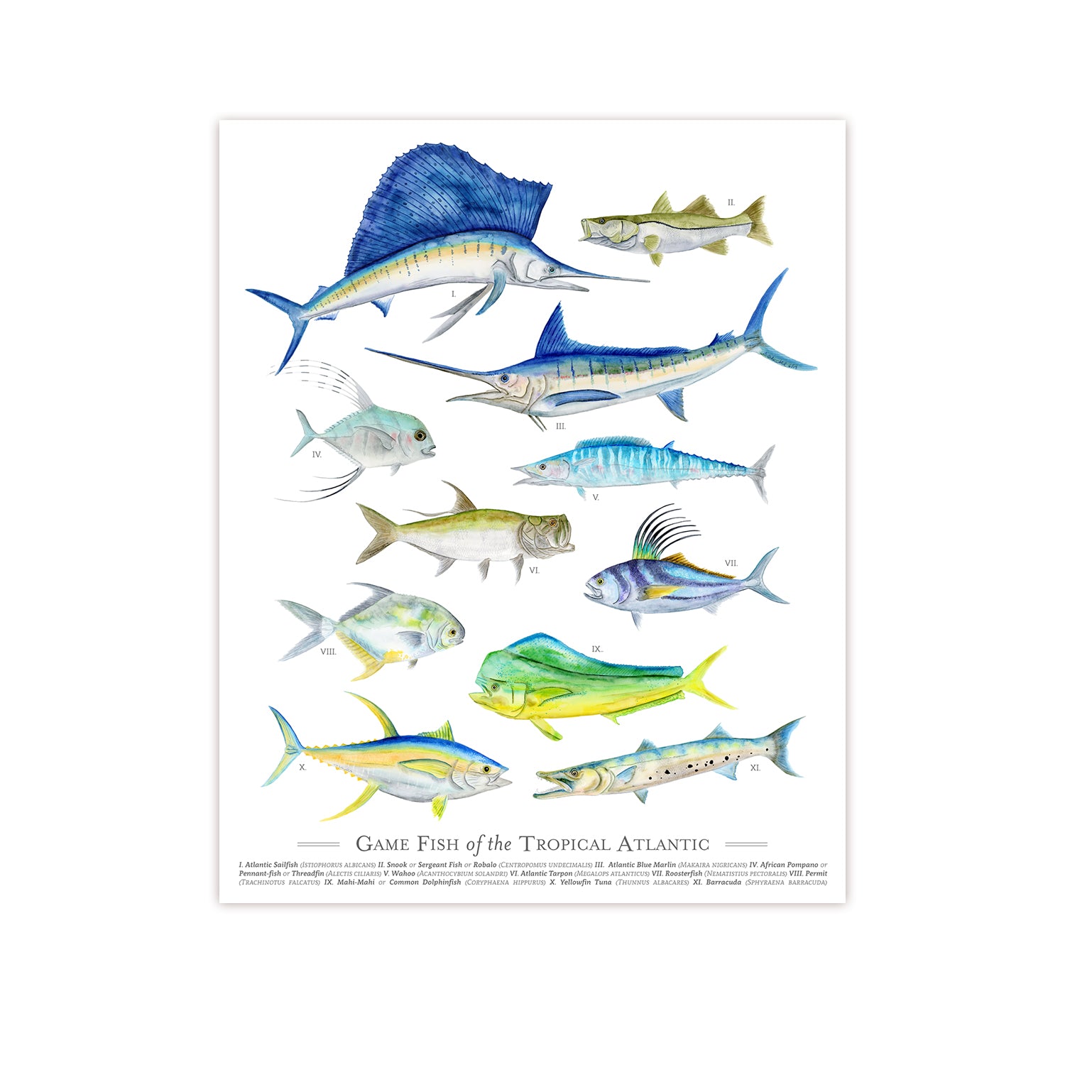 Fish Classification Poster Tropical Fish Chart Poster