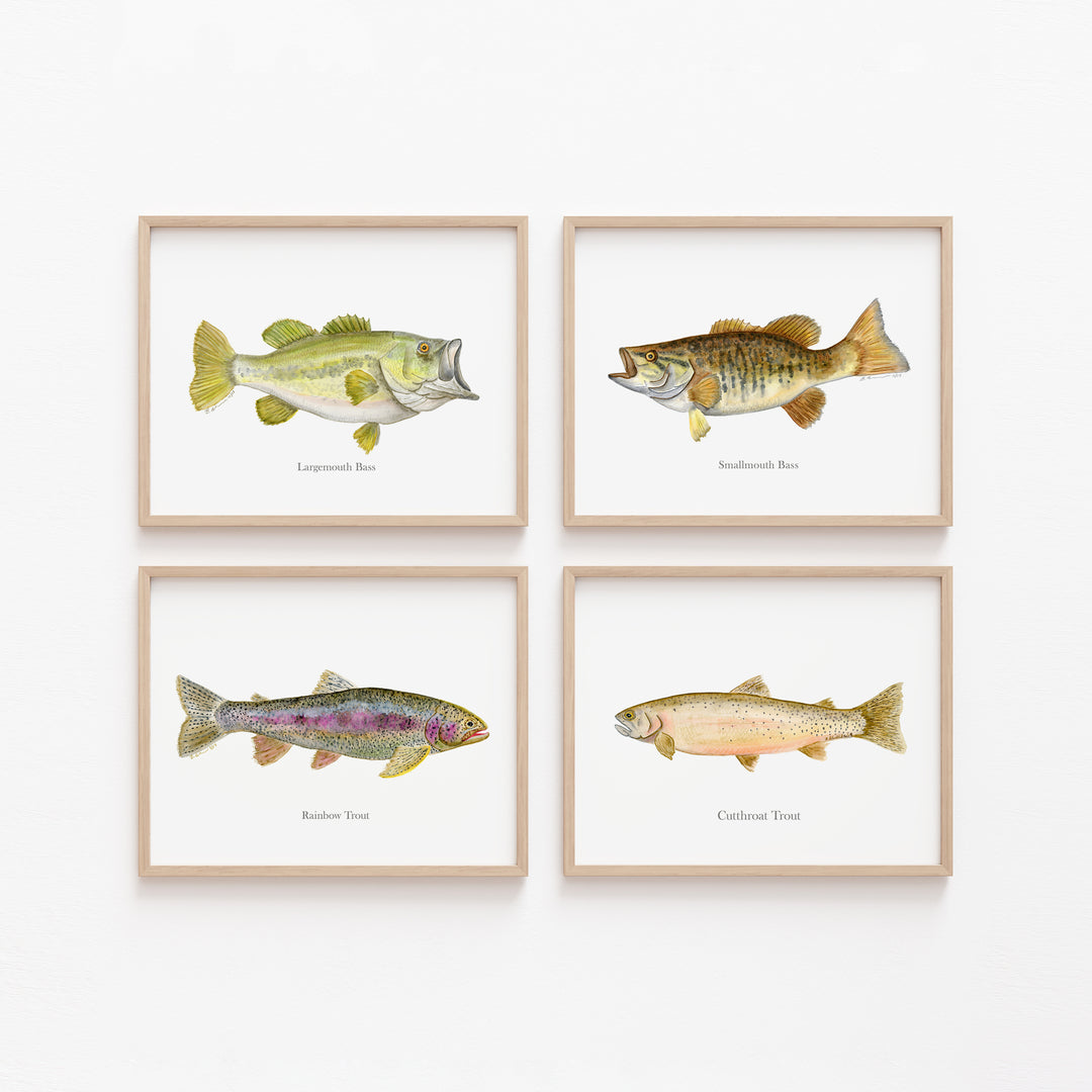 Set of 4 lake fish wall art prints featuring largemouth bass, smallmouth bass, cutthroat trout, and rainbow trout in light wood frames
