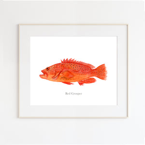 Red Grouper Watercolor Painting