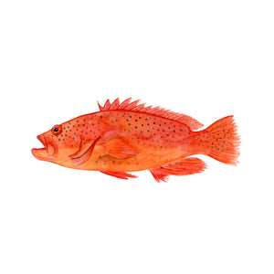 Red Grouper Fish Print