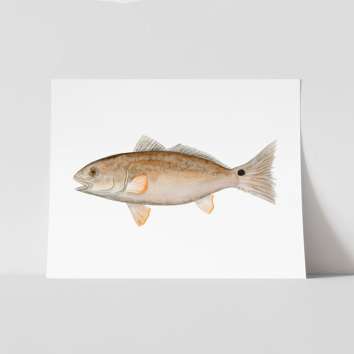 Redfish Print - Tiny Toes Design