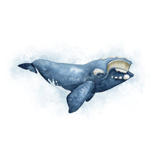 Right Whale Watercolor Illustration