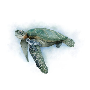Sea Turtle Watercolor Illustration
