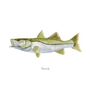 Snook Painting