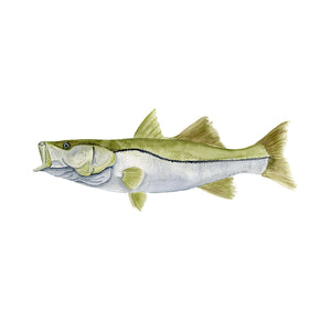 Snook Wall Art