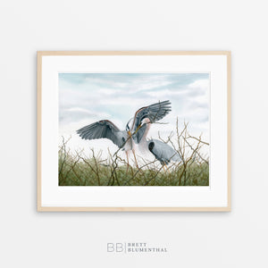 Audobon Like Watercolor of Great Blue Herons