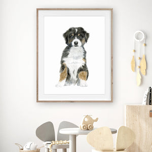 Australian Shepherd Watercolor Illustration