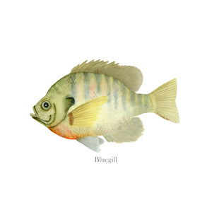 Bluegill Fish Decor