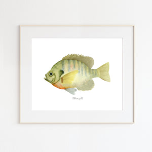 Bluegill Watercolor Print