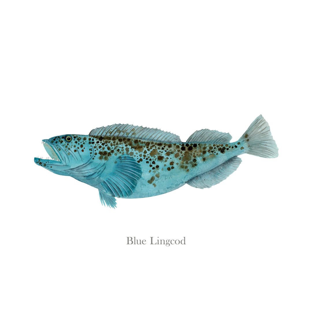 Lingcod Fish Drawing Blue Lingcod Watercolor Fish Mount | Brett Blumenthal | Tiny Toes Design