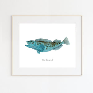 Blue Lingcod Watercolor Print